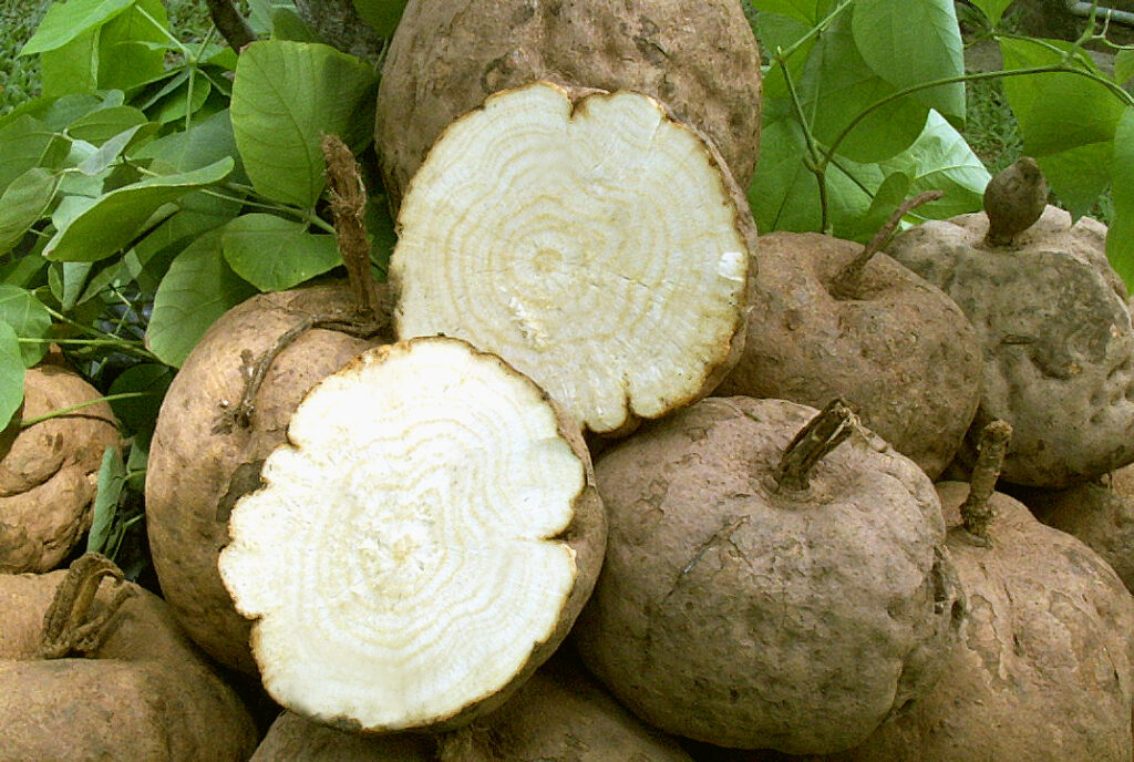 How to Combine Topical and Oral Pueraria Mirifica Products