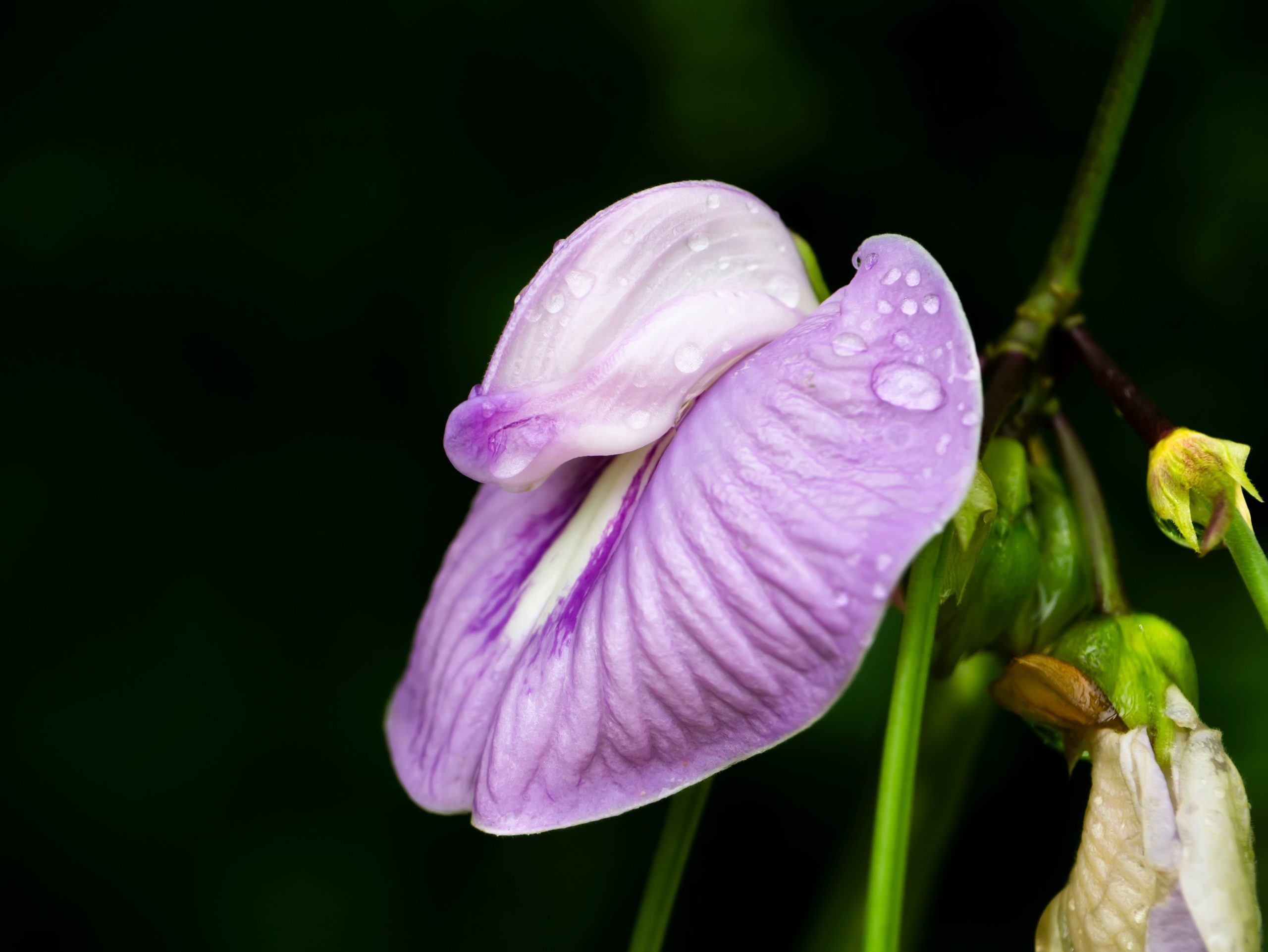 Beautiful purple flowers of Pueraria mirifica, highlighting its botanical elegance.
