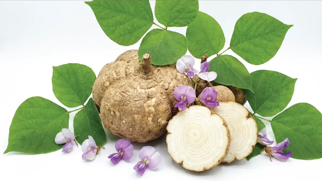 Pueraria Mirifica tuberous root