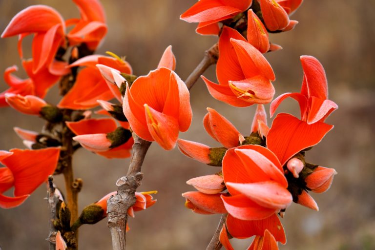 Butea superba flowers representing traditional Thai herbs for male vitality