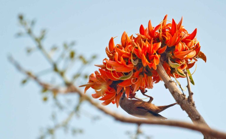 polash flower in full bloom 2026 01 06 09 36 56 utc (1)
