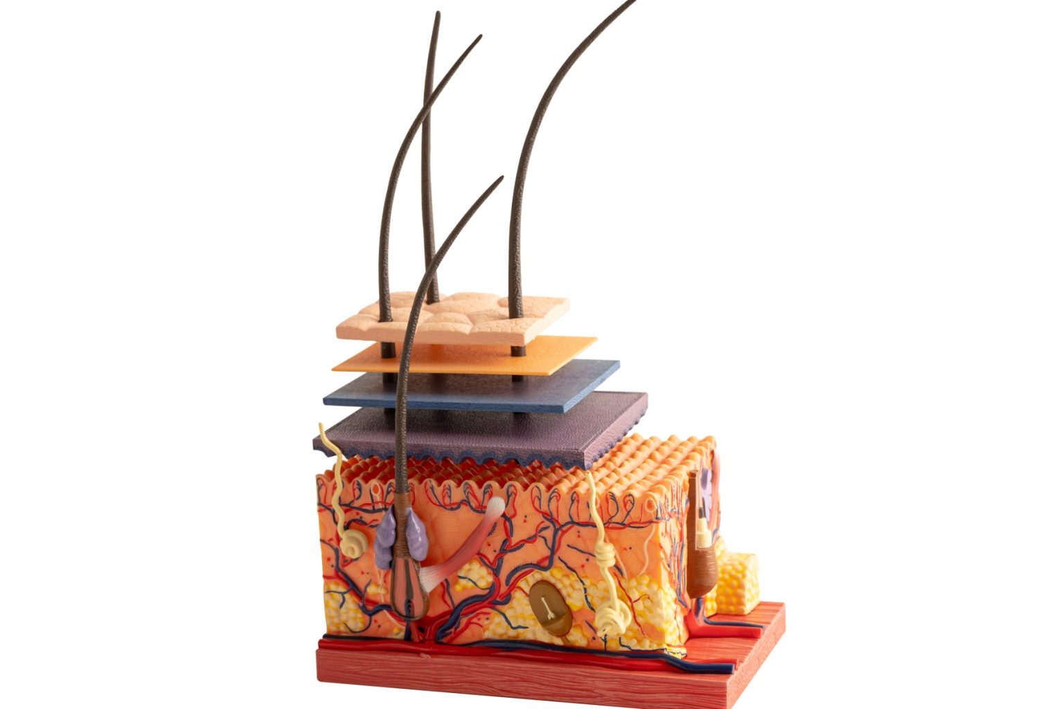 Pueraria mirifica supports skin thickness and collagen structure diagram