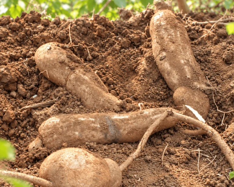 Pueraria Mirifica tubers harvested from the soil