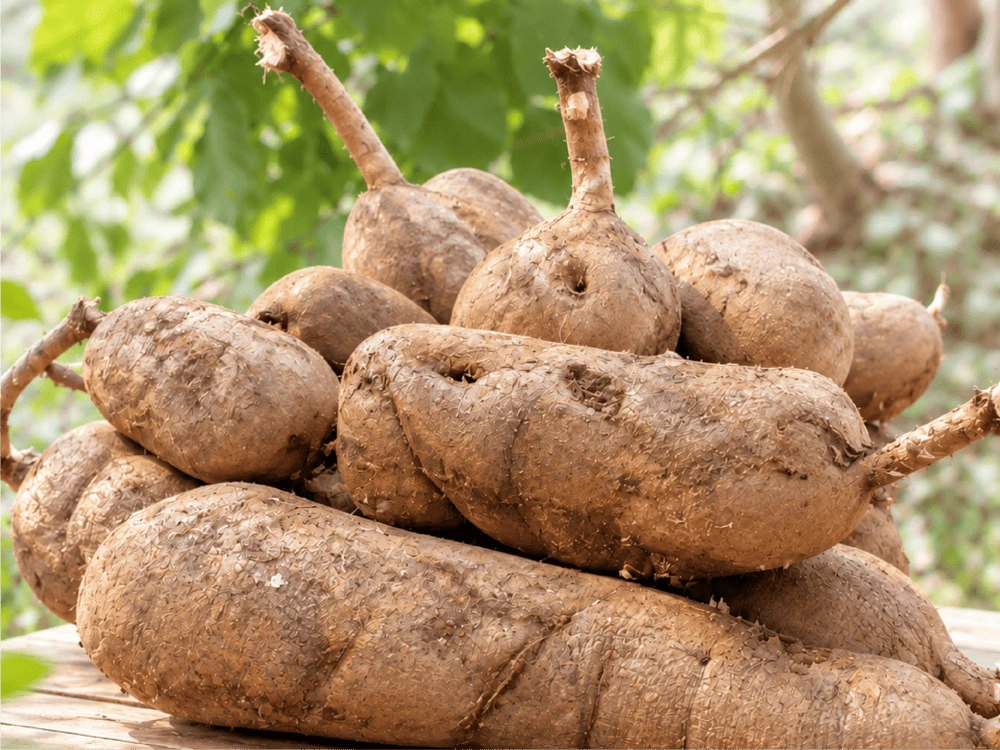 Freshly harvested Pueraria Mirifica tubers from the St.Herb organic farm