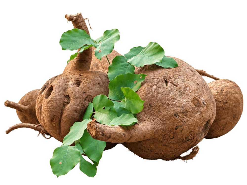 St.herb history rooted in Thai natural heritage and Pueraria Mirifica