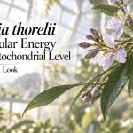 Enkleia thorelii flowers and green leaves in a bright botanical research setting
