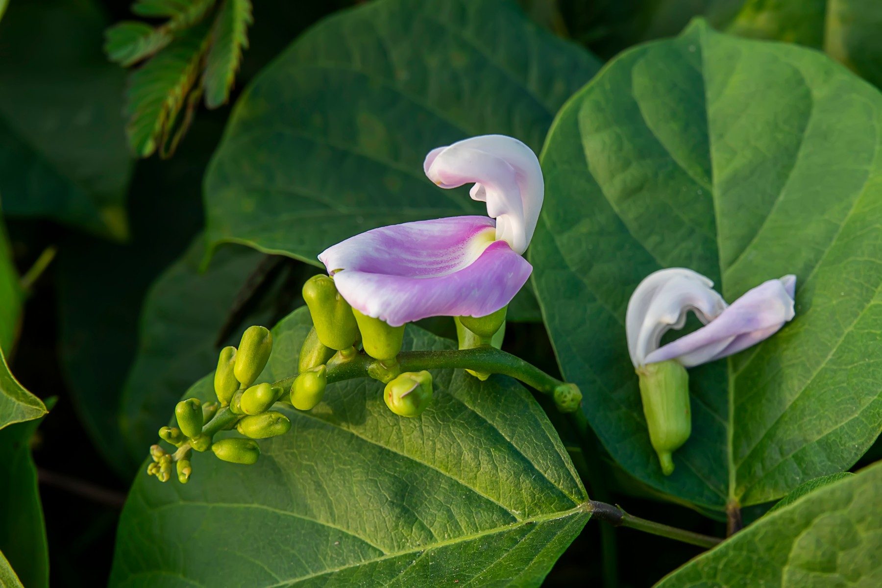 Pueraria mirifica flower